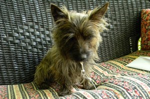 JuneBug, my mama's puppy